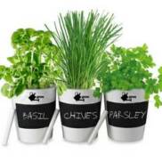 culinary herbs in logo imprintable pots