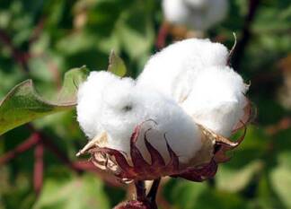 Organic Cotton Plant