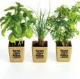 eco-friendly promotional product plants